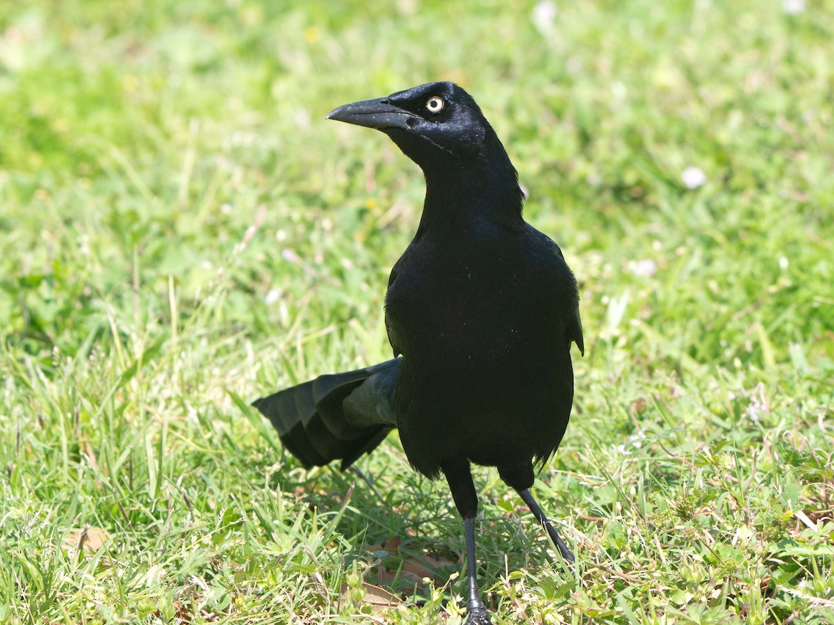 Great-tailed Grackle - ML549114431