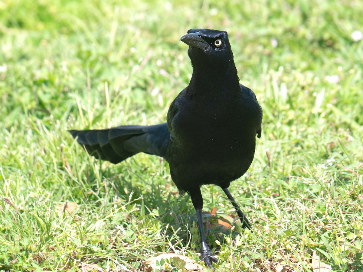 Great-tailed Grackle - ML549114441