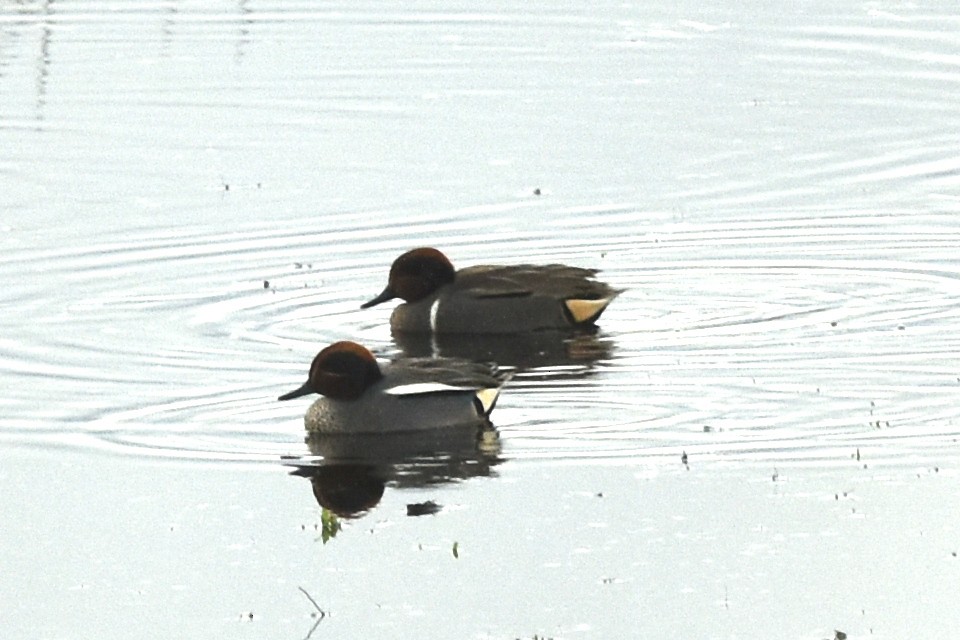 Green-winged Teal - ML549115131