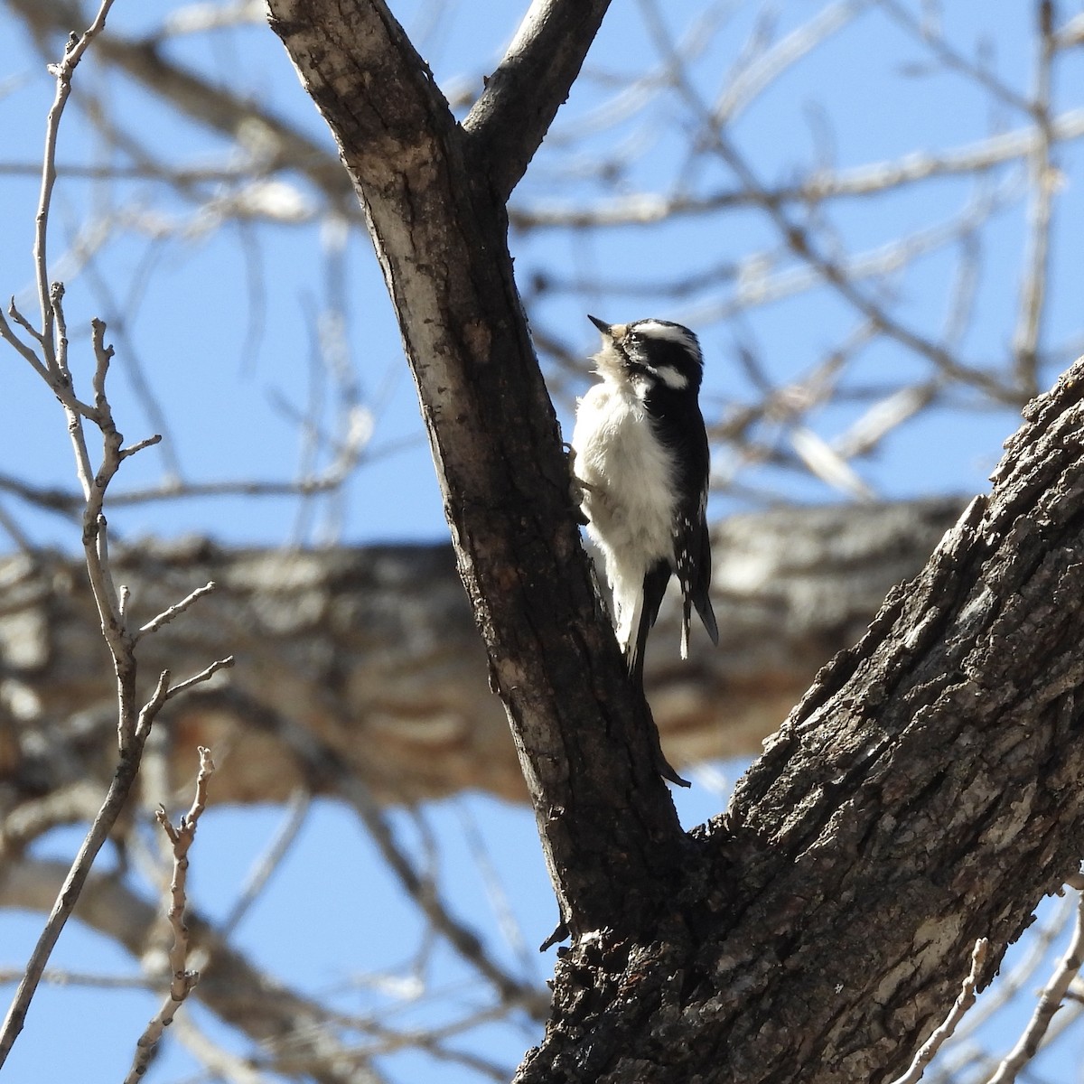 Downy Woodpecker - ML549115301