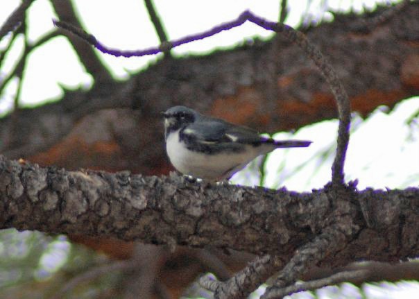 Black-throated Blue Warbler - ML54911611