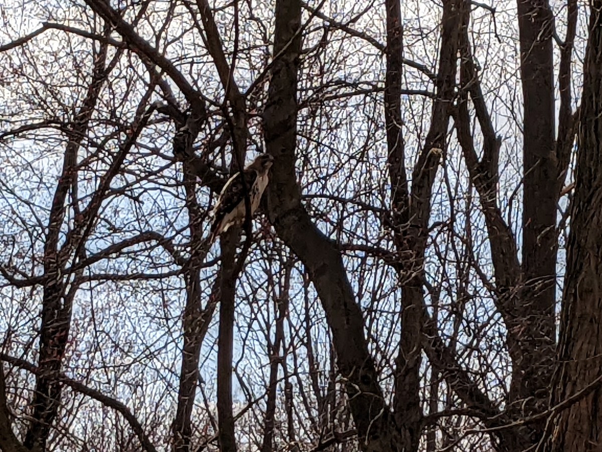 Red-tailed Hawk - ML549116891