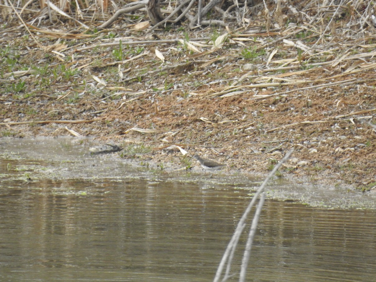 Green Sandpiper - ML549117401