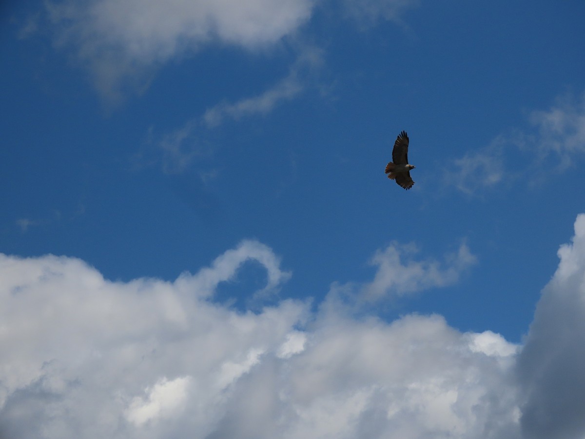 Red-tailed Hawk - Anne (Webster) Leight