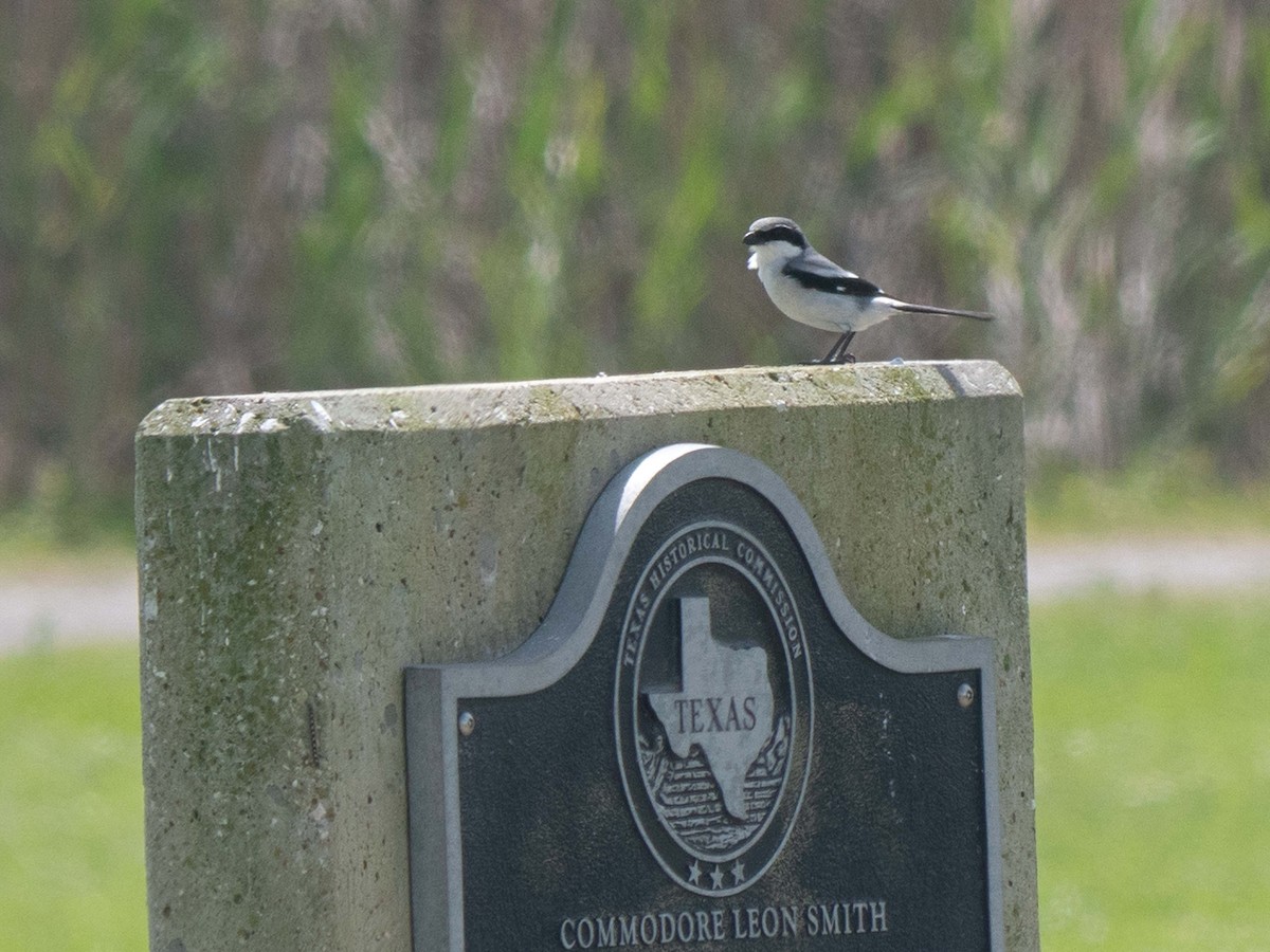 Loggerhead Shrike - ML549117921