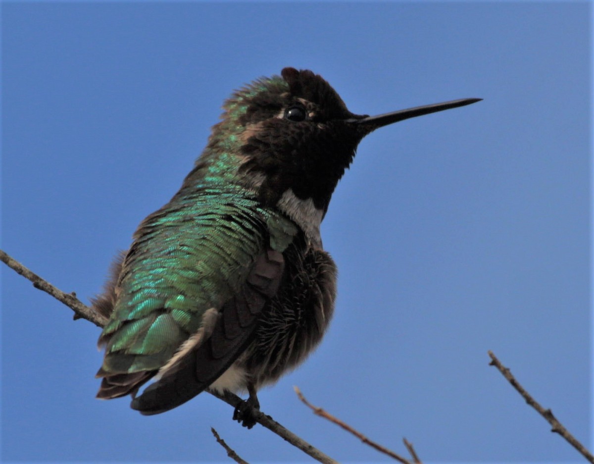 Anna's Hummingbird - ML549118331