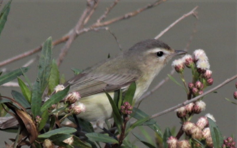 Warbling Vireo - ML549118621