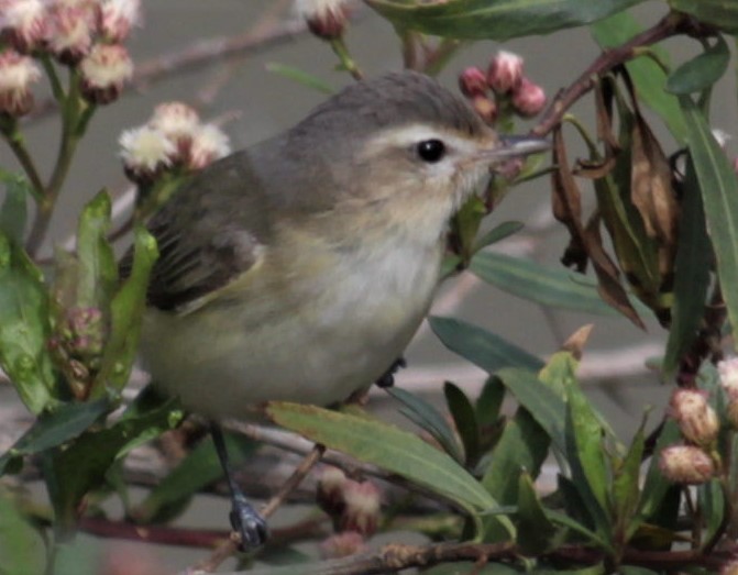 Ötücü Vireo - ML549118641