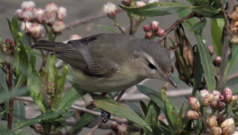 Warbling Vireo - ML549118681