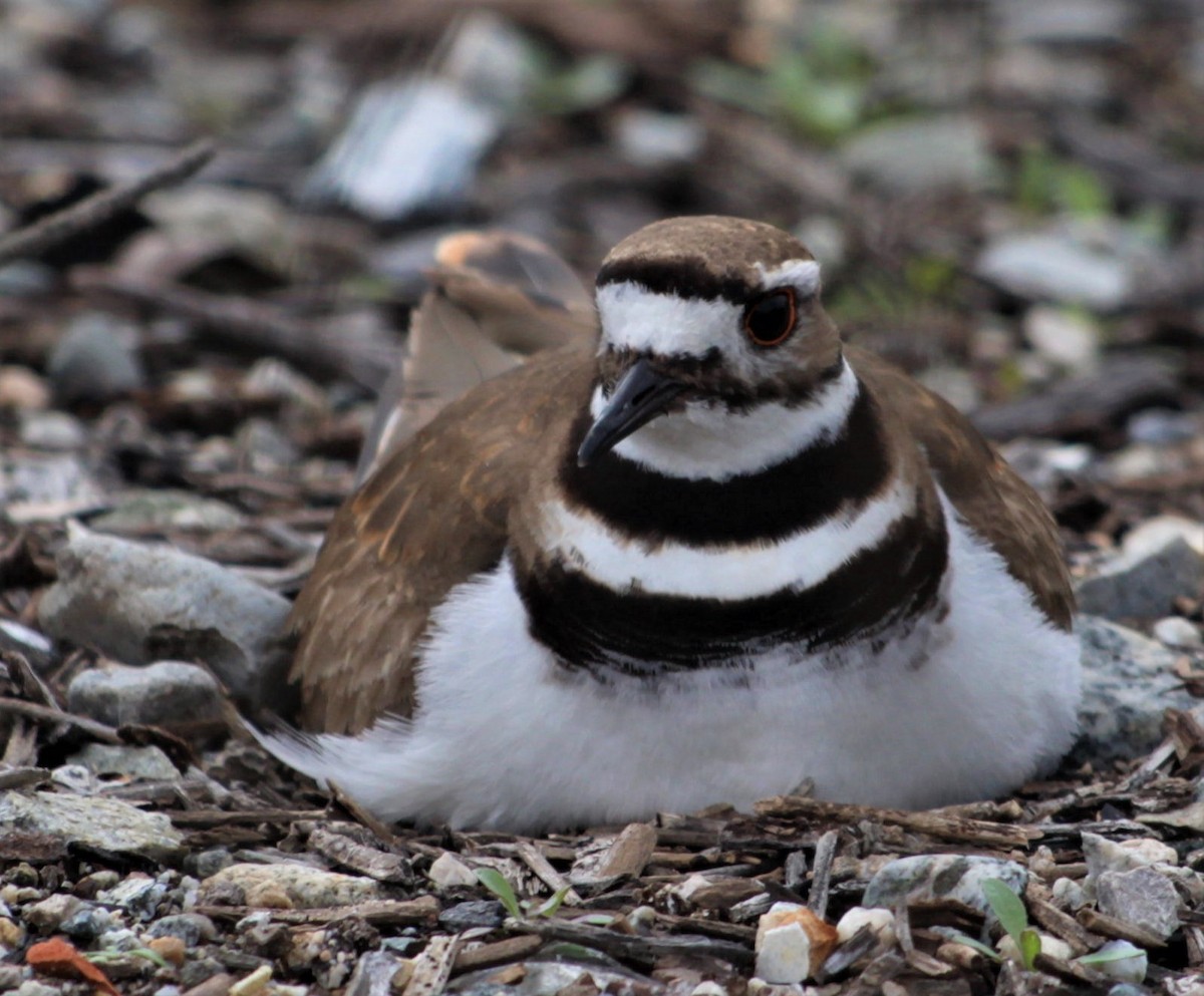 Killdeer - ML549119391