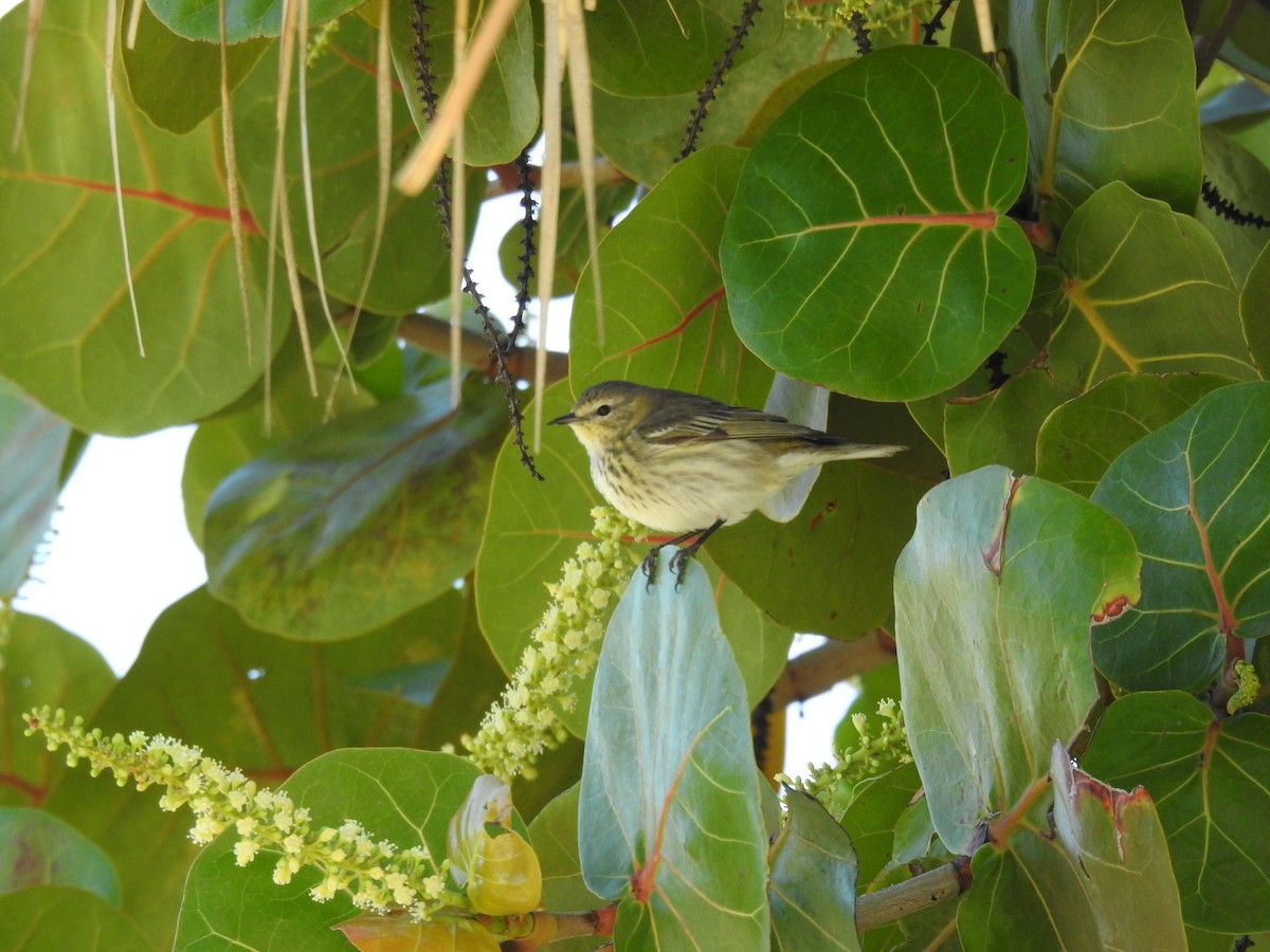 Cape May Warbler - ML549119561