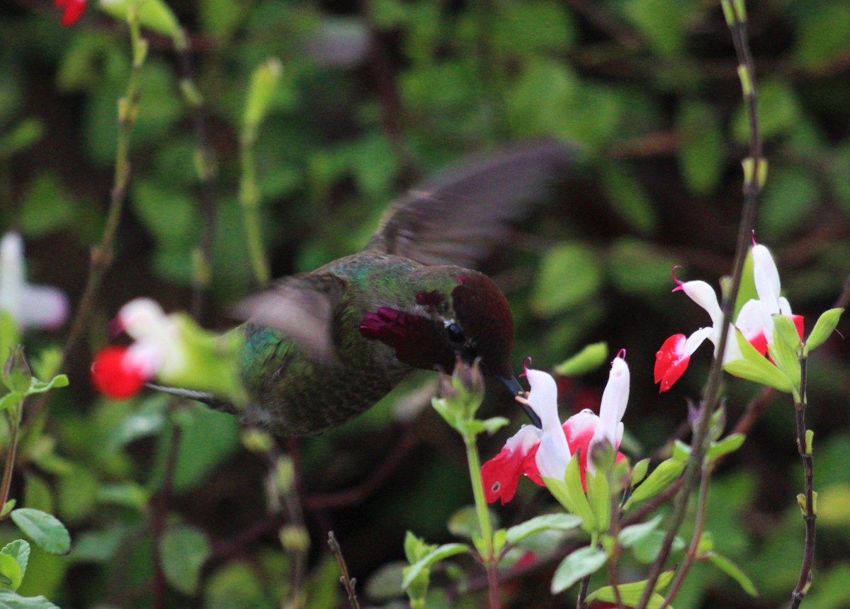 Anna's Hummingbird - ML549121251