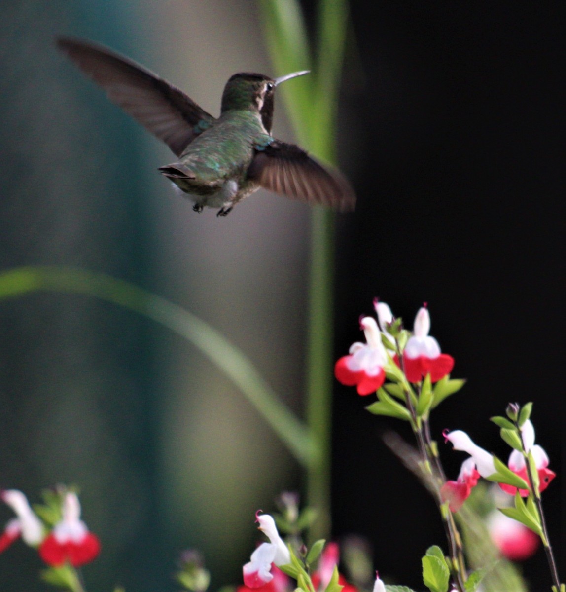 Anna's Hummingbird - ML549121261