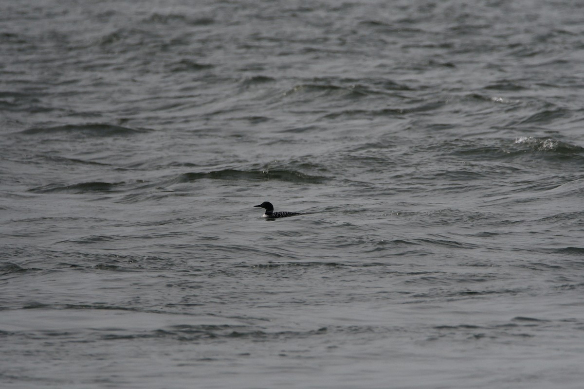 Common Loon - ML549122201