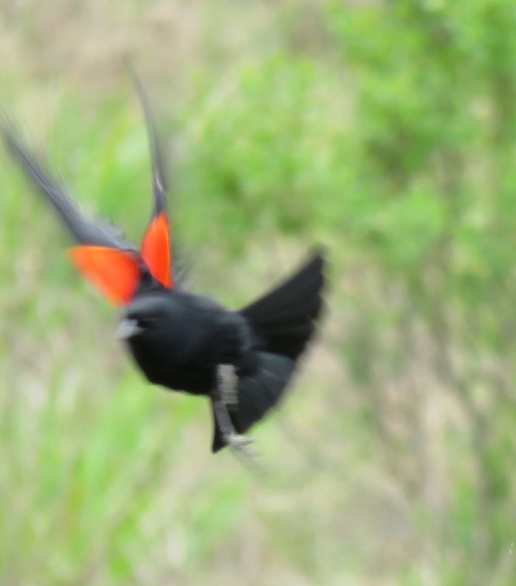 Red-winged Blackbird - ML54912271