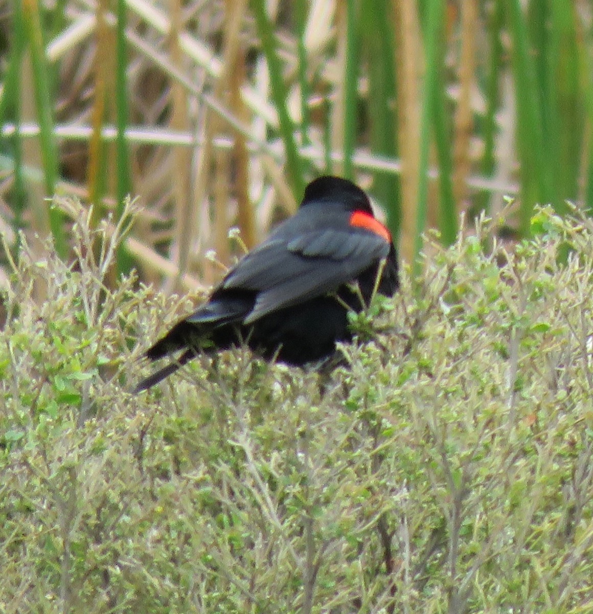 Red-winged Blackbird - ML54912281