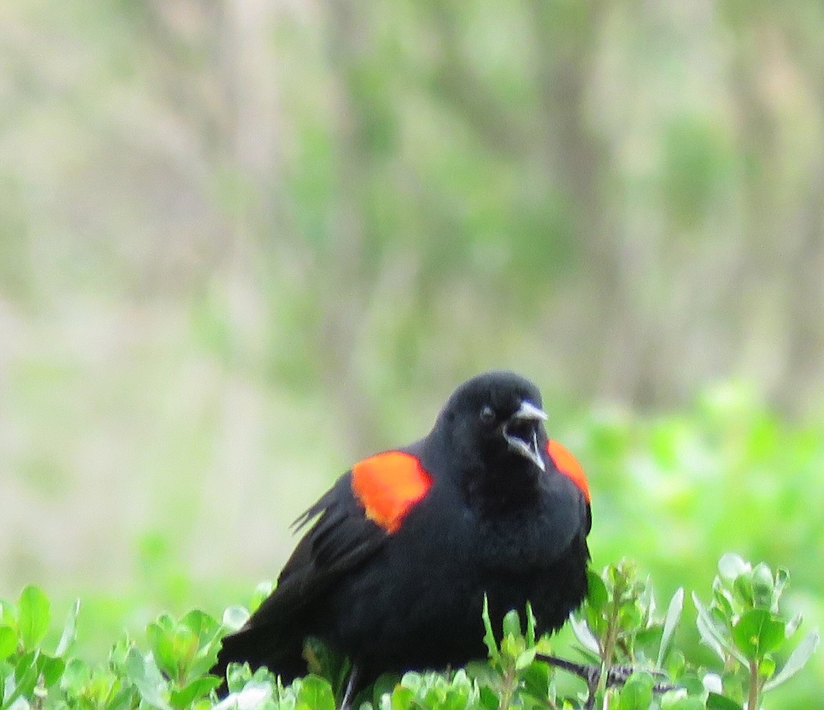 Red-winged Blackbird - ML54912291