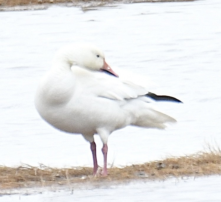 Snow Goose - ML549123171