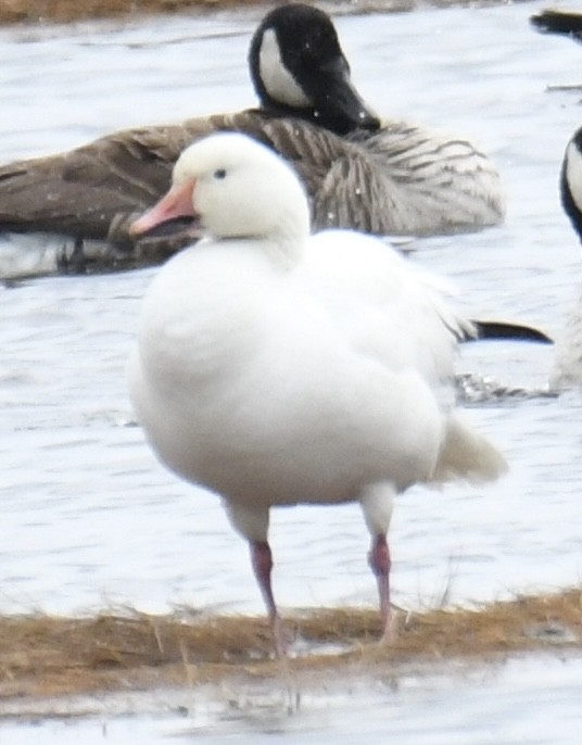 Snow Goose - ML549123181