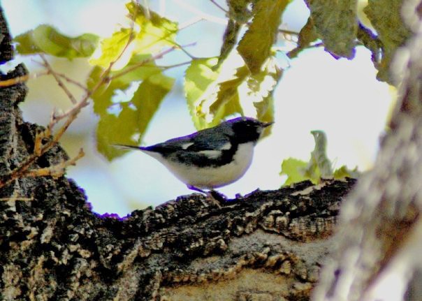 Black-throated Blue Warbler - ML54912381