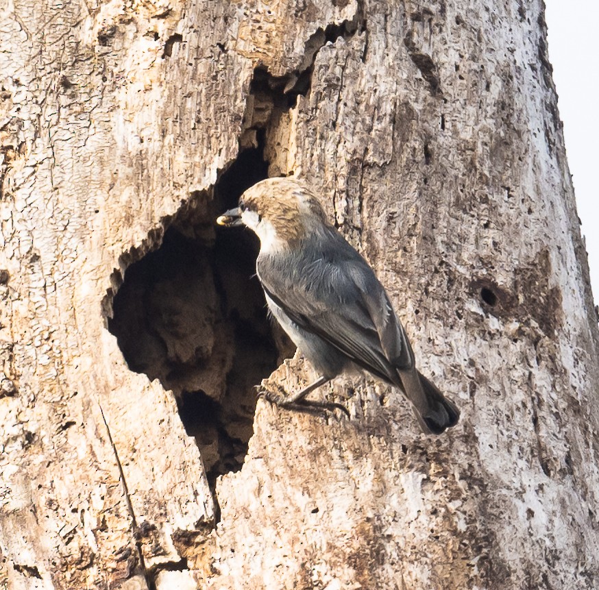 Brown-headed Nuthatch - ML549124331