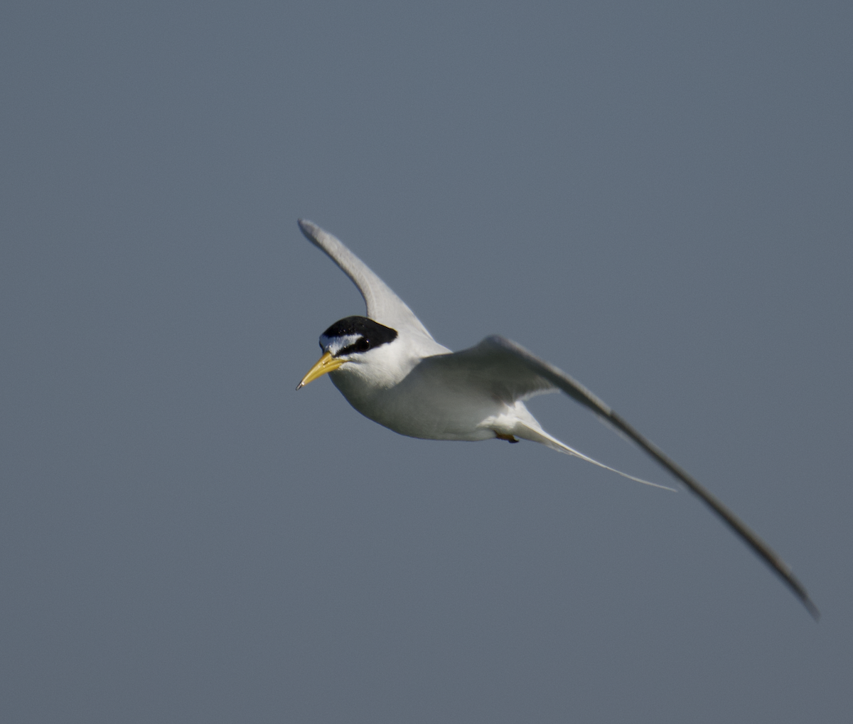 Least Tern - ML549125191