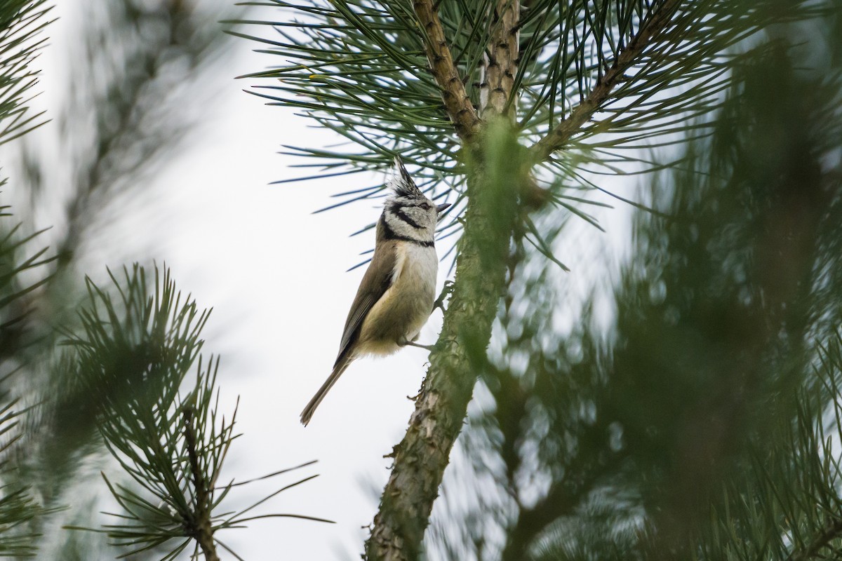 Crested Tit - ML549125471
