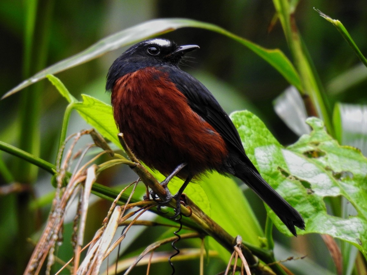 Chestnut-bellied Chat-Tyrant - ML549125681