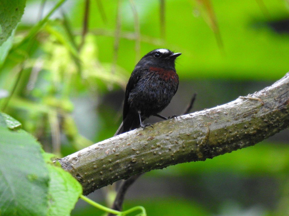 Chestnut-bellied Chat-Tyrant - ML549125691