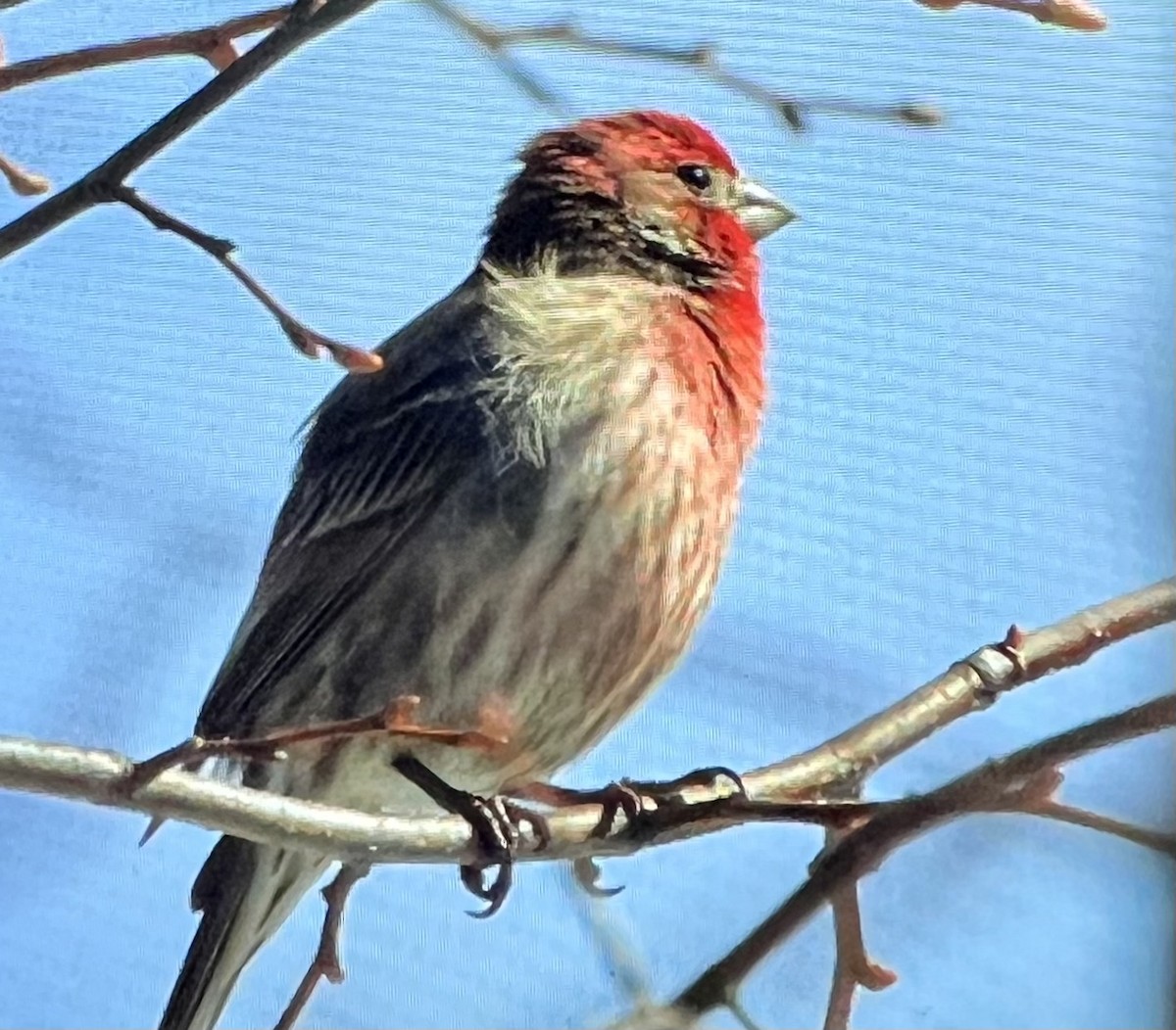 House Finch - ML549125761