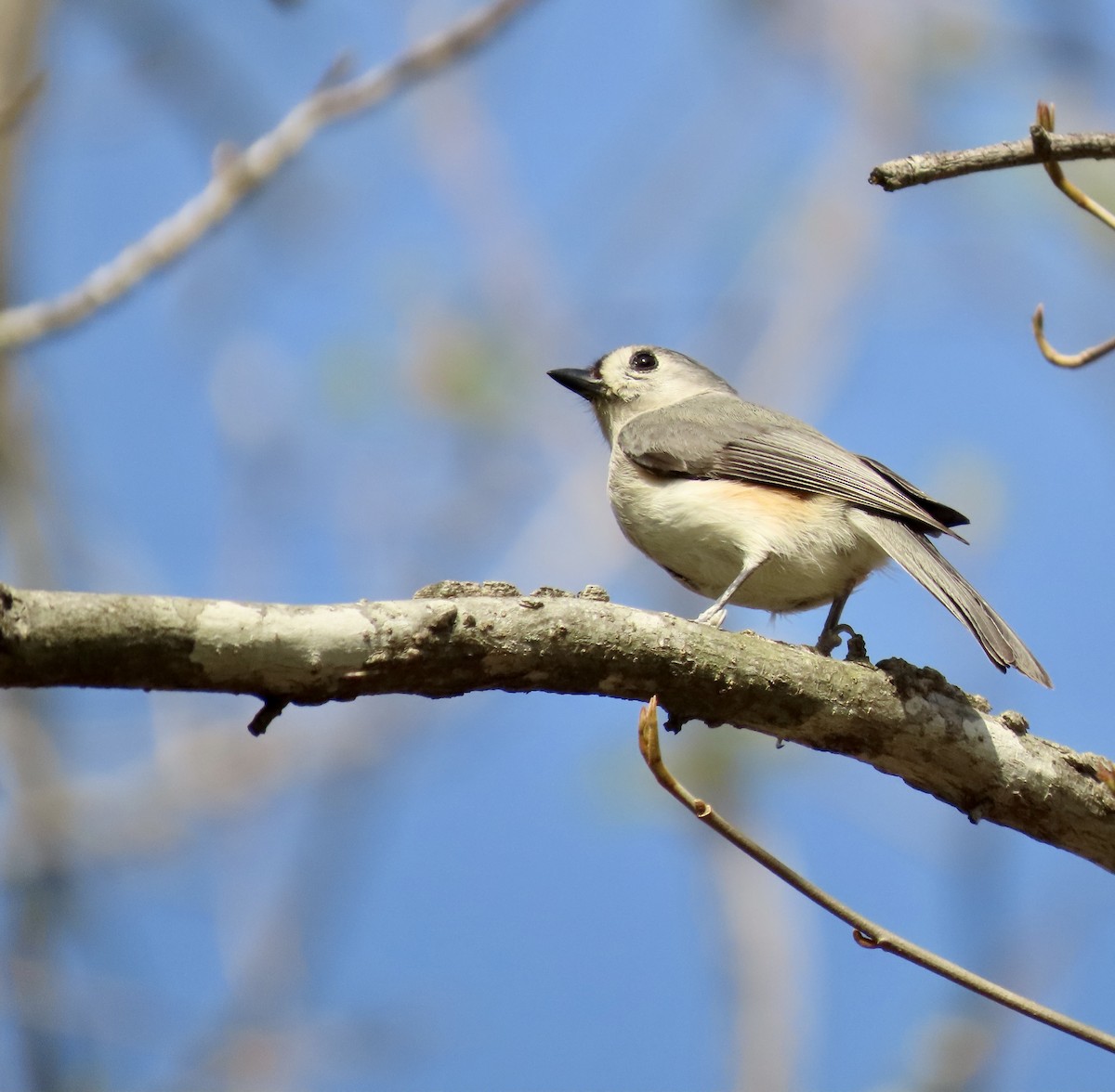 Tufted Titmouse - ML549126421