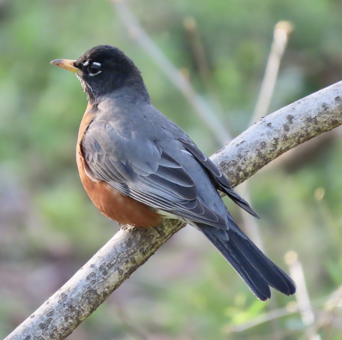 American Robin - ML549126731