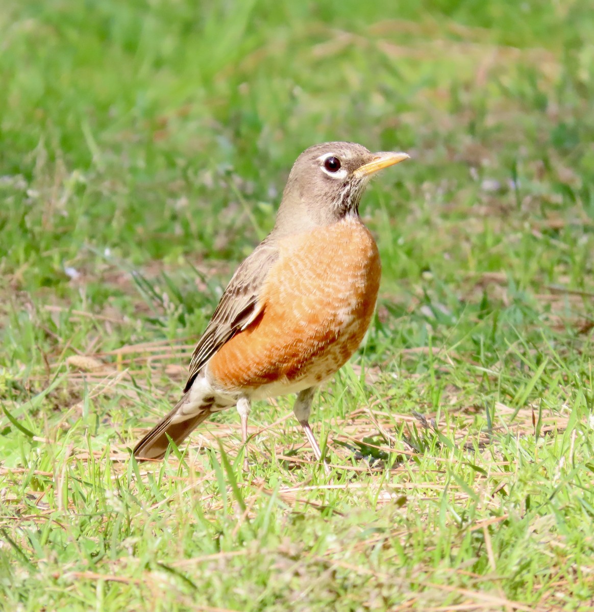 American Robin - ML549126741