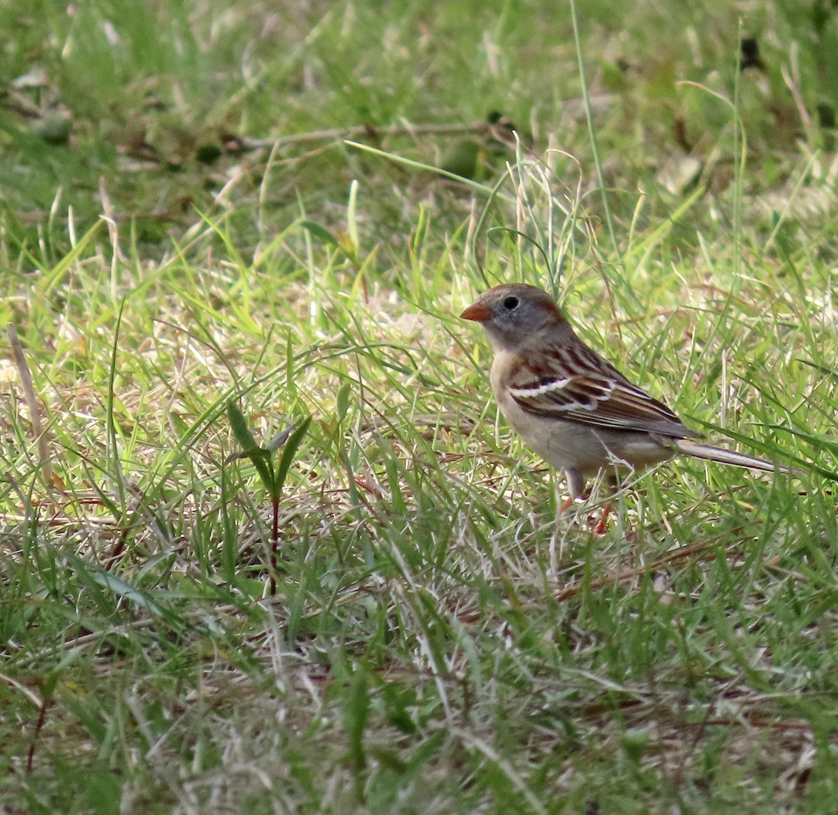 Field Sparrow - ML549126891