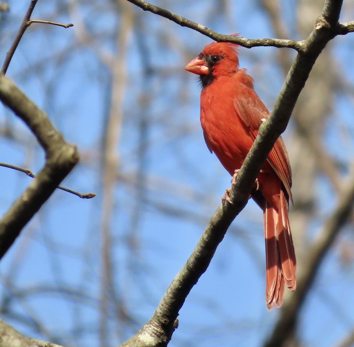 Northern Cardinal - ML549127001