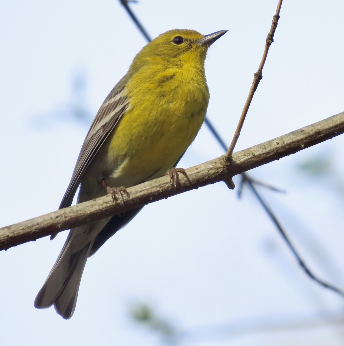 Pine Warbler - ML549127041