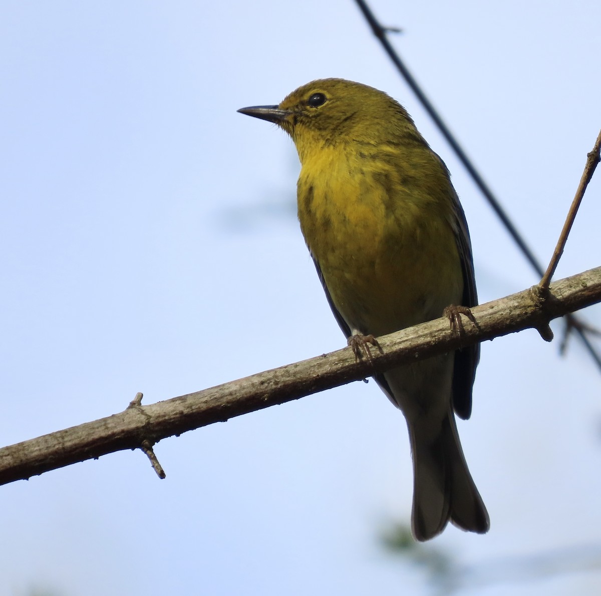 Pine Warbler - ML549127051
