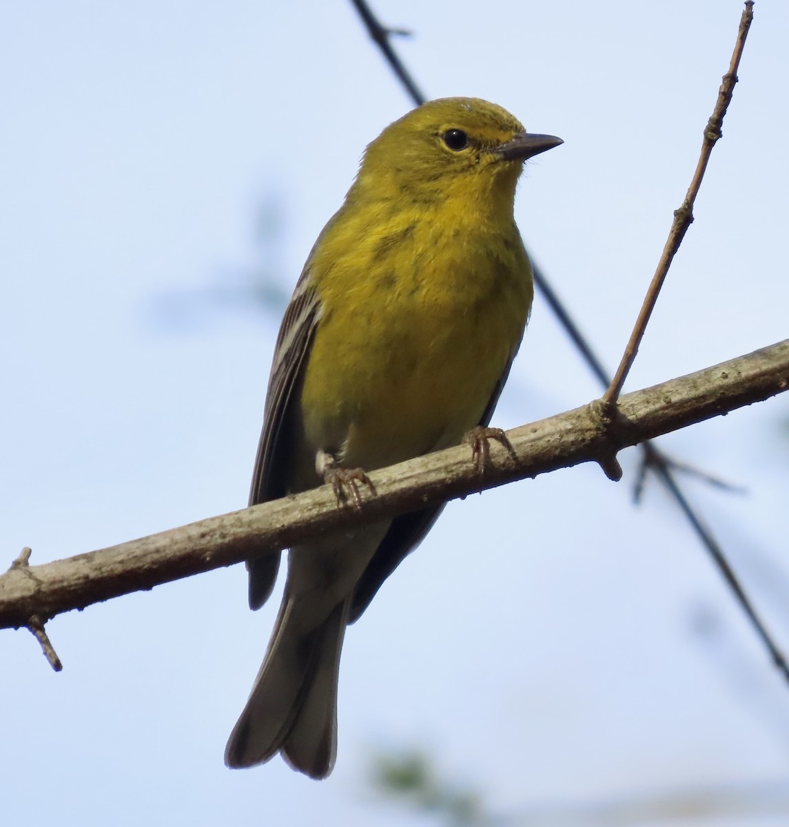 Pine Warbler - ML549127061