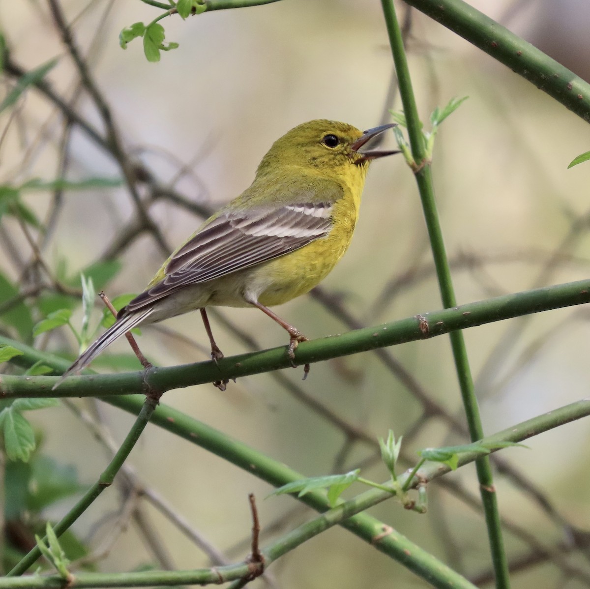 Pine Warbler - ML549127091