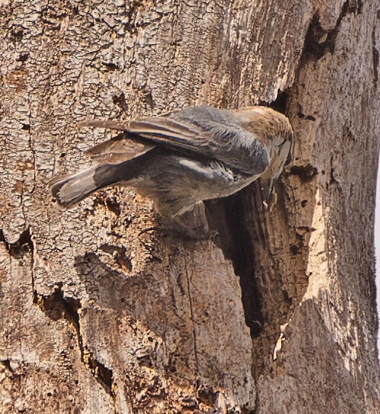 Brown-headed Nuthatch - ML549128091