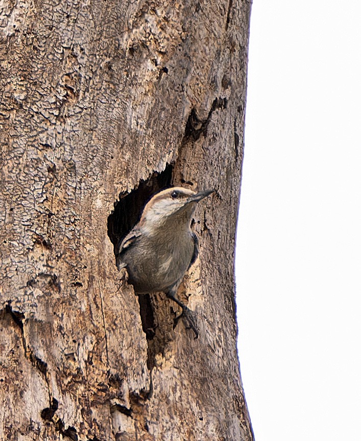 Brown-headed Nuthatch - ML549128101