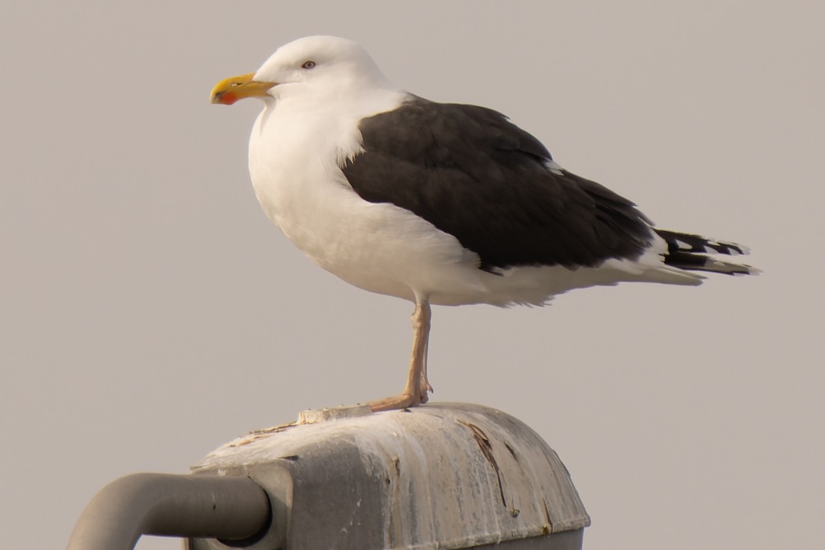 Great Black-backed Gull - Grant Price