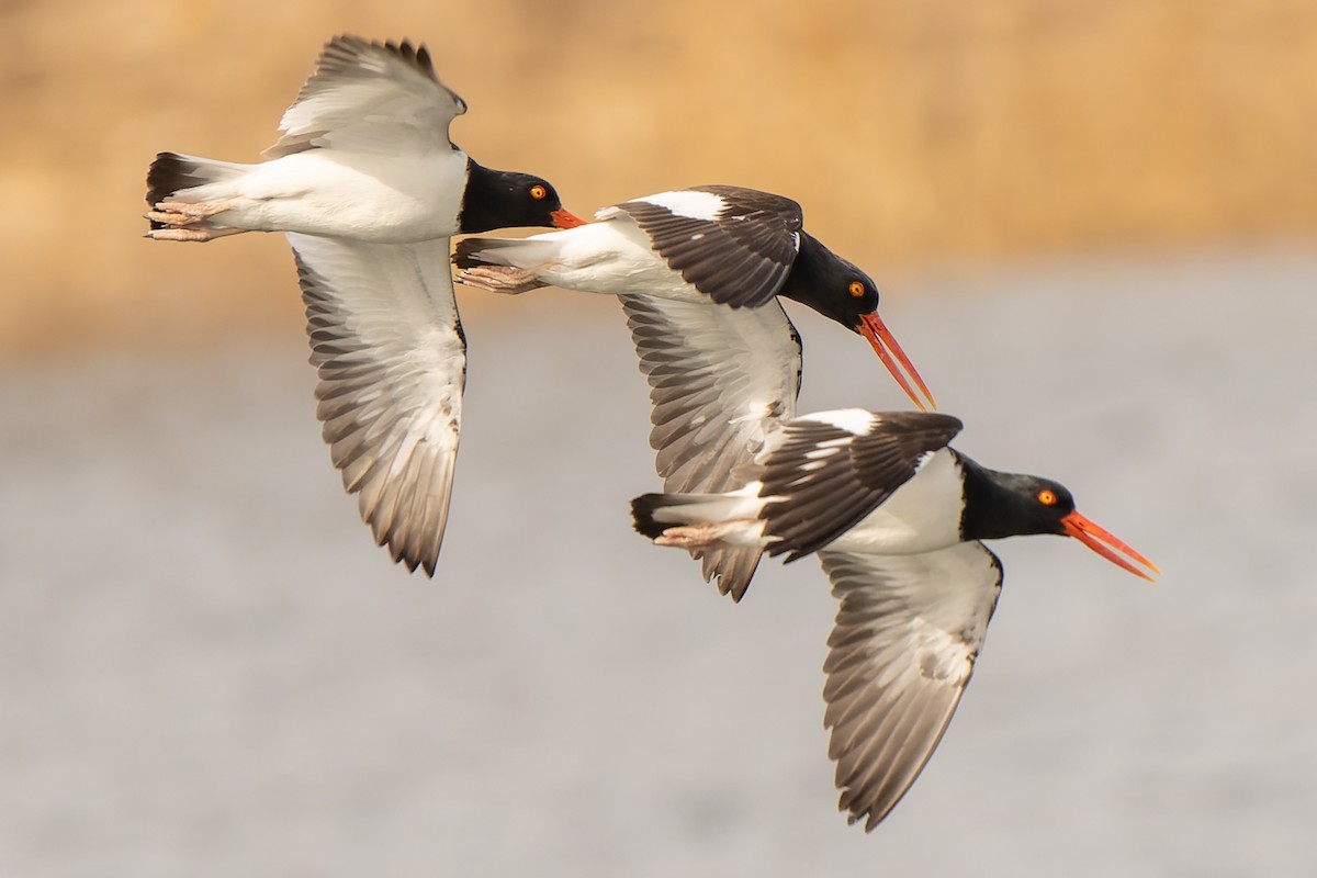 American Oystercatcher - ML549129551