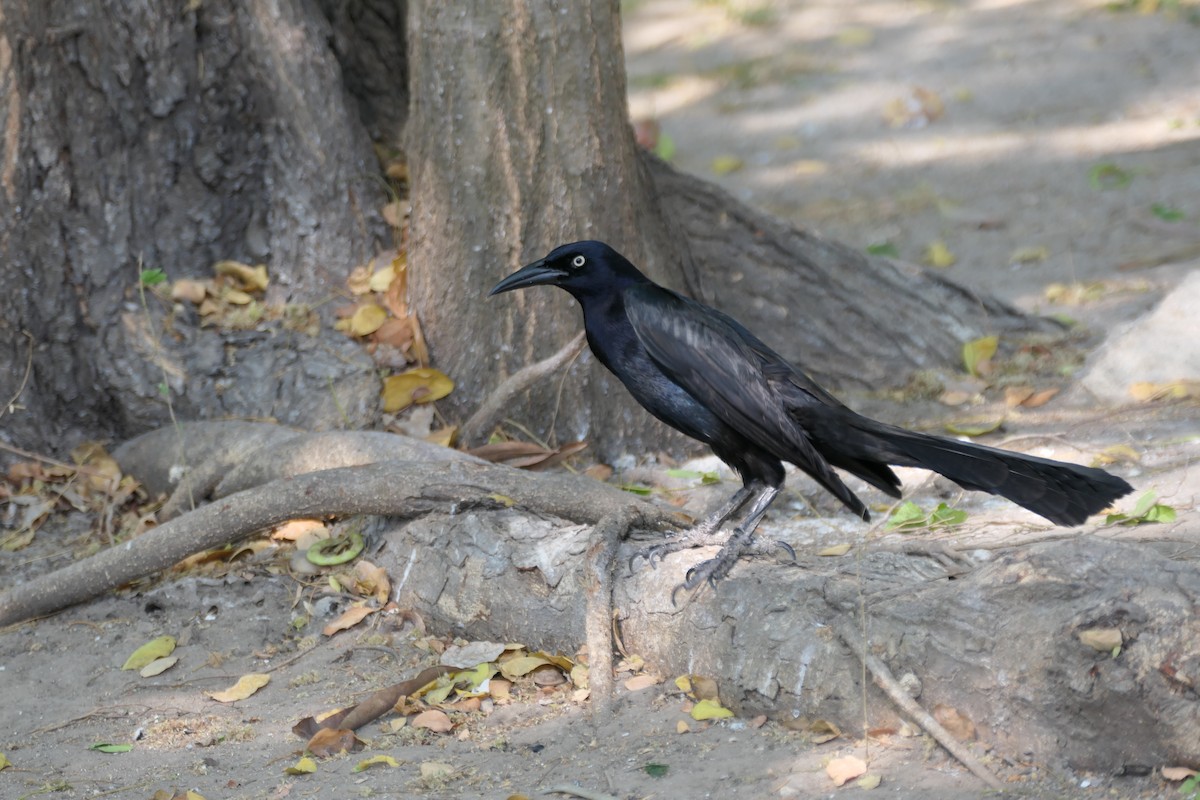 Great-tailed Grackle - Kenrith Carter