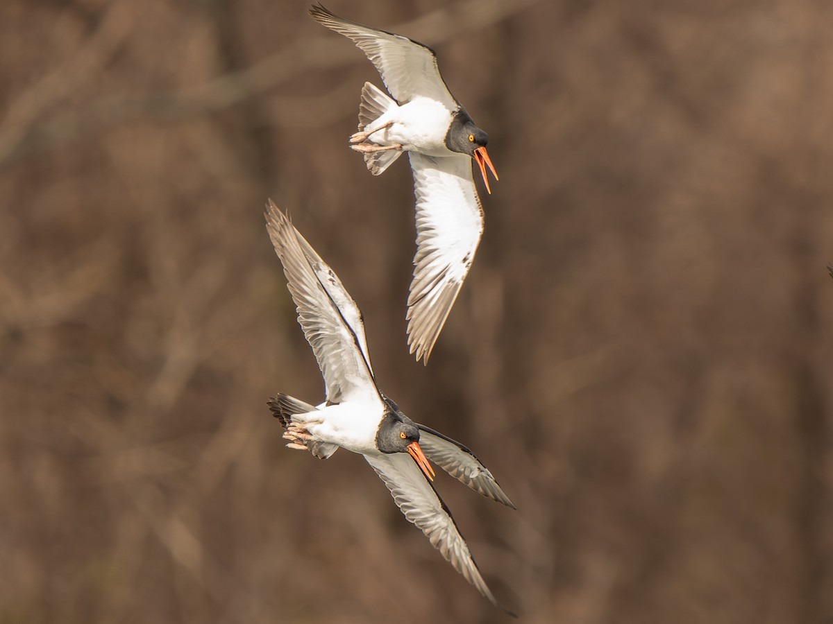 American Oystercatcher - ML549129941