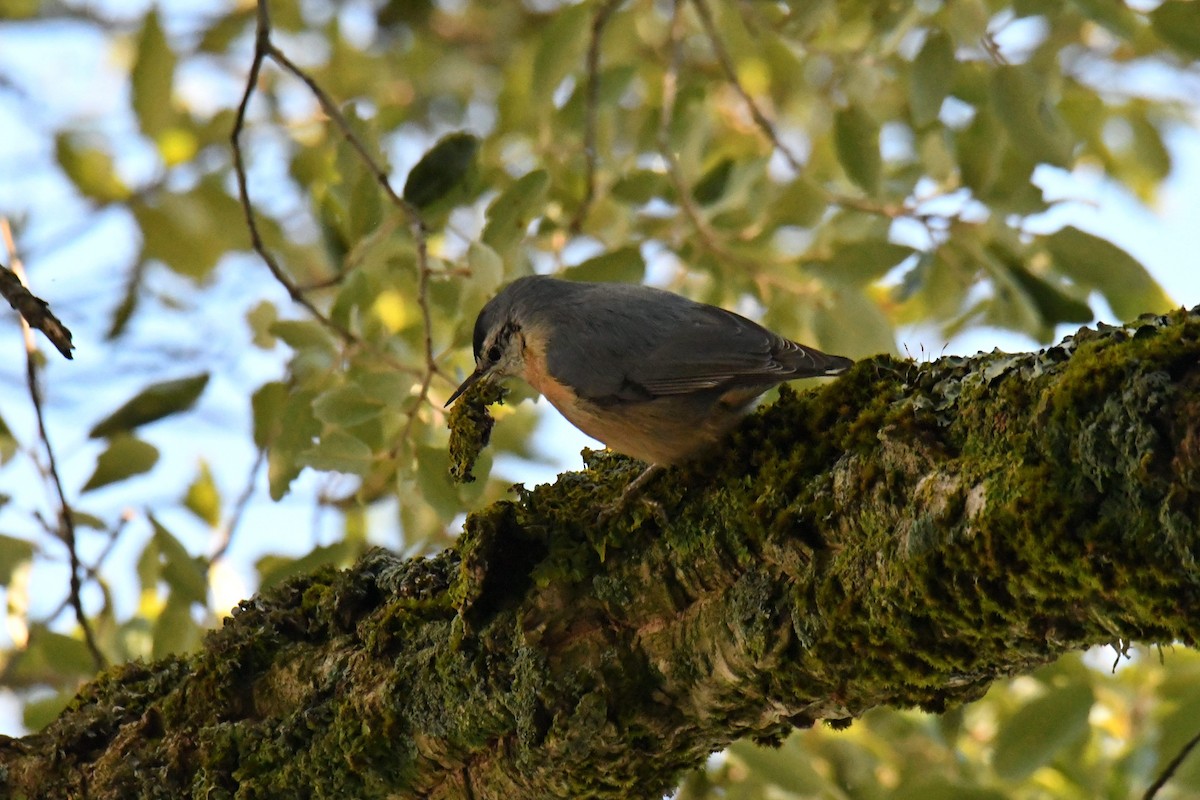 Algerian Nuthatch - ML549130171