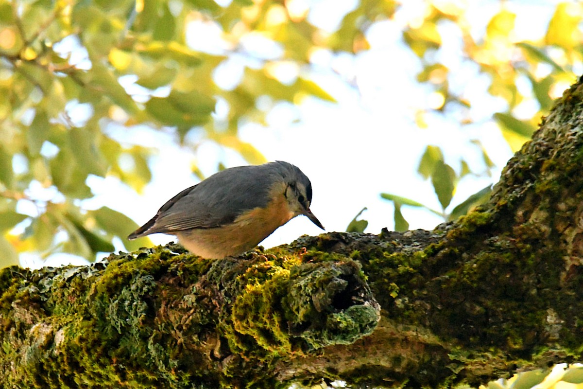 Algerian Nuthatch - ML549130451