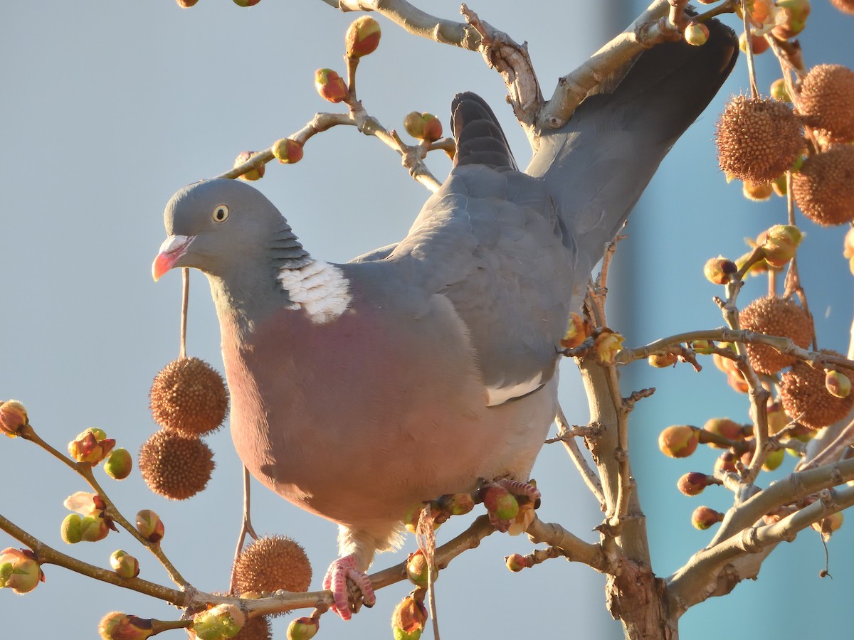 Common Wood-Pigeon - ML549130581