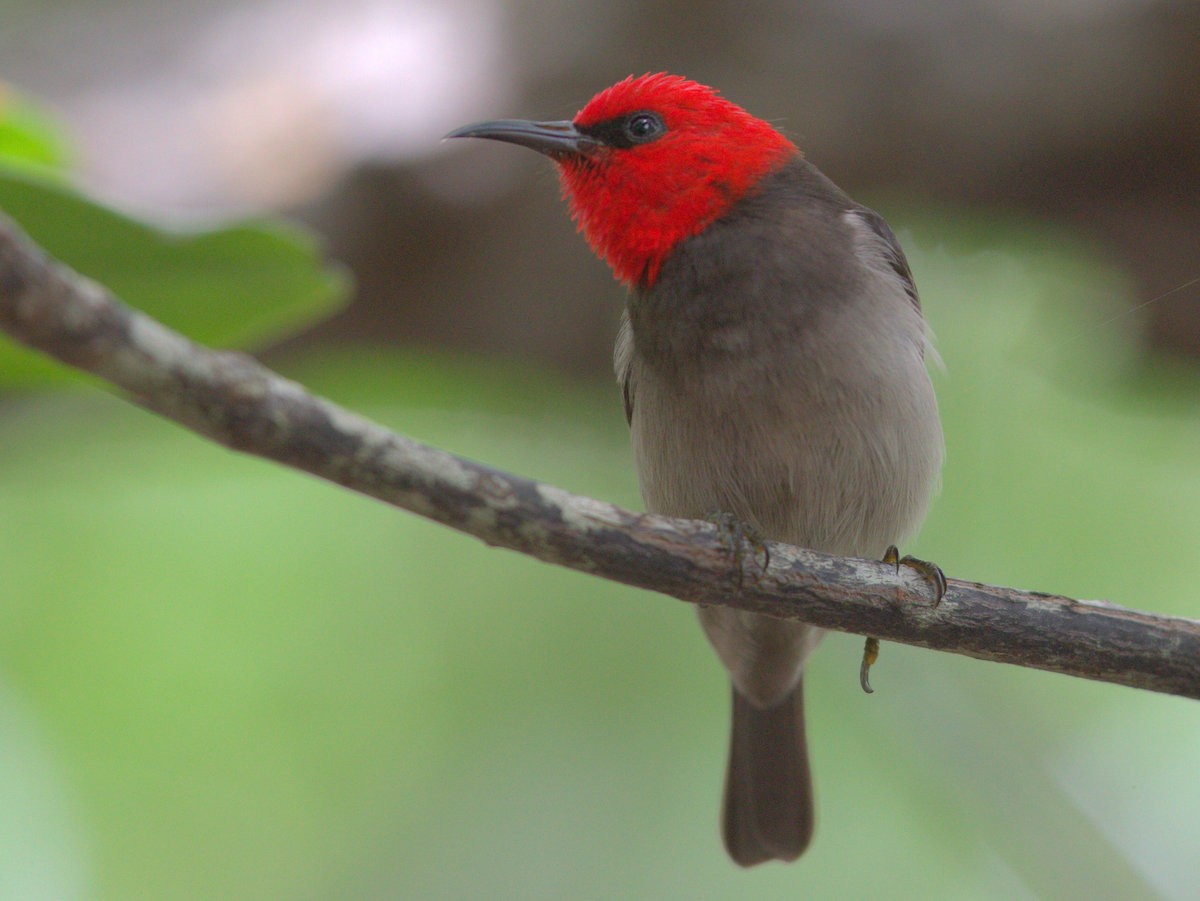 Red-headed Myzomela - ML54913071