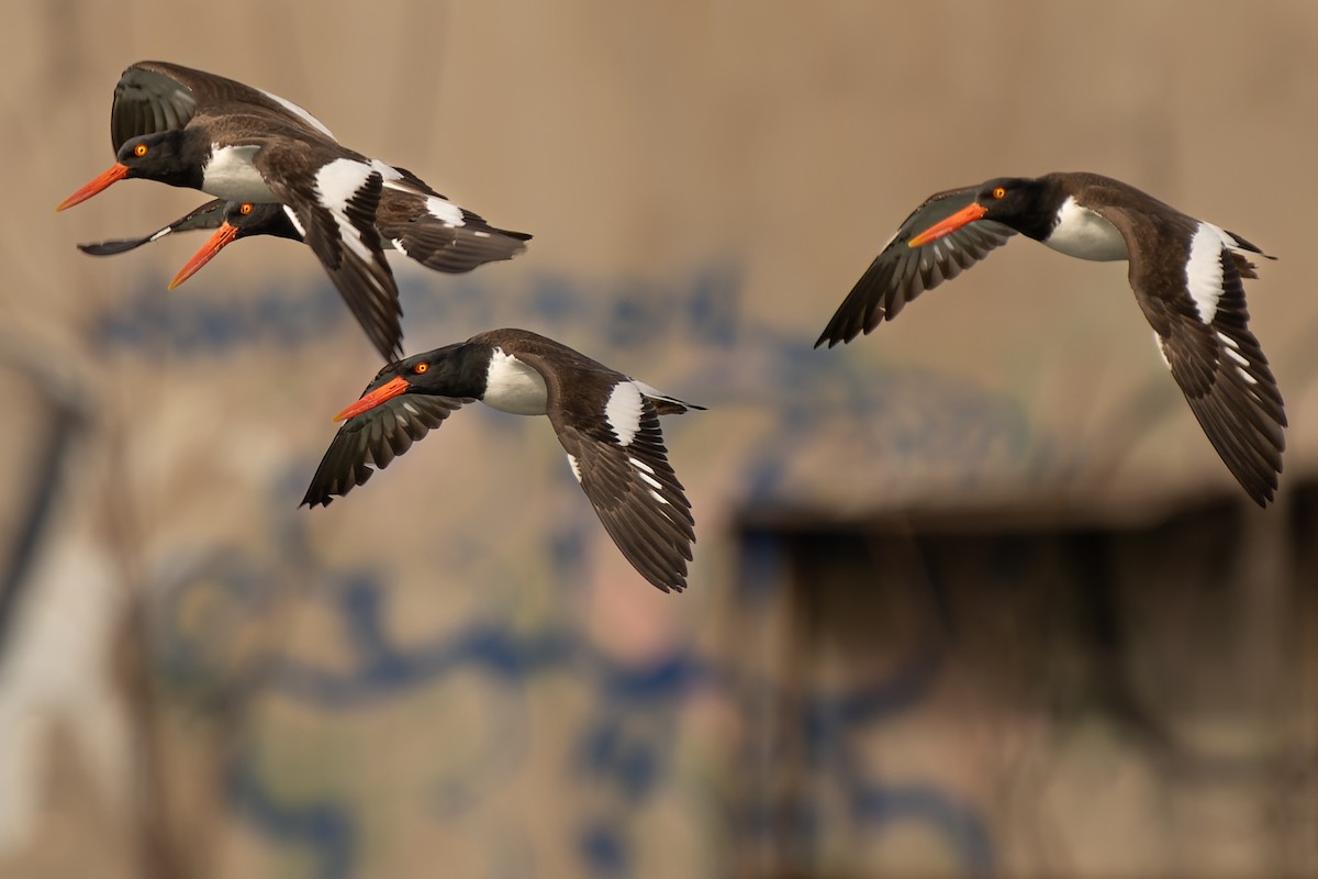 American Oystercatcher - ML549131221